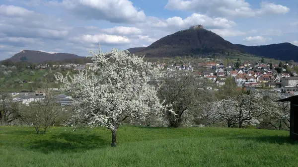 Swabian Alb 'inde tepesi olan çiçek açan elma ağacı.