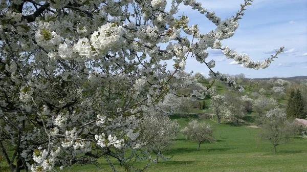 İlkbaharda çayırda elmalar açar.