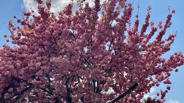 İlkbaharda güzel kiraz çiçekleri