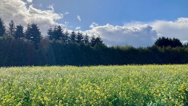 Ağaçları ve mavi gökyüzü olan güzel bir manzara.
