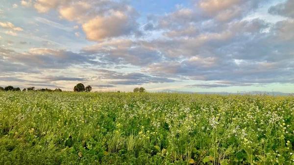 Tarlanın üzerinde güzel bir gün batımı