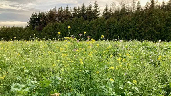 Güzel sonbahar çiçekleri tarlada