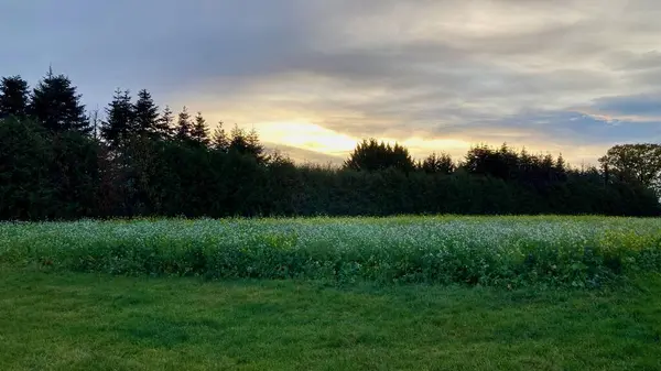 Yeşil tarlalı ve ağaçlı gün batımı