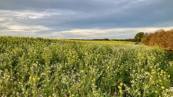 Renkli sonbahar manzaralı etkileyici bir gökyüzü.