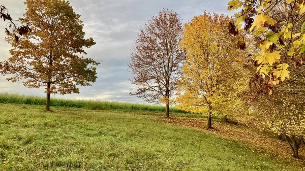 Sarı yapraklı güzel sonbahar manzarası