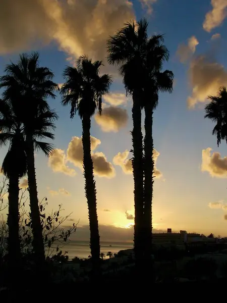 Fuerteventura adasında palmiye ağaçları ile güzel bir günbatımı 