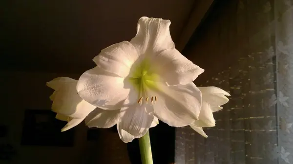 Beyaz bir Amaryllis 'in yakın görüntüsü 