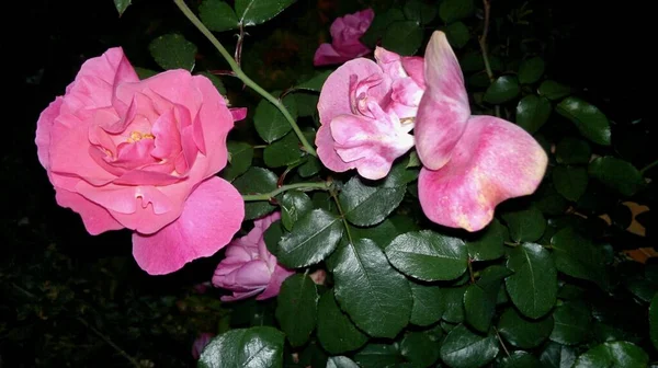 closeup view of pink roses at night
