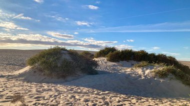 Akşamın başında Fuerteventura 'nın kuzeyinde bazı bitki örtüleri olan geniş kum tepeleri.