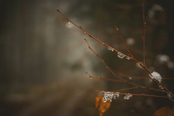 Красивий Зимовий Фон Сніжинками Снігом — стокове фото