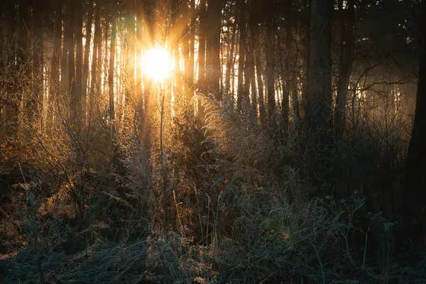 Ormanda güzel bir sonbahar sabahı