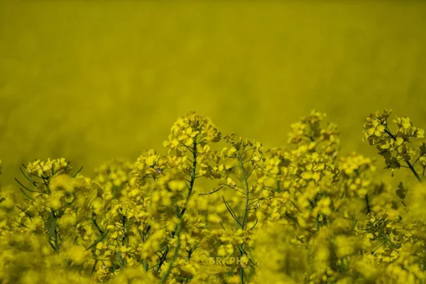 Campo Colza Amarelo Com Folhas Verdes — Fotografia de Stock