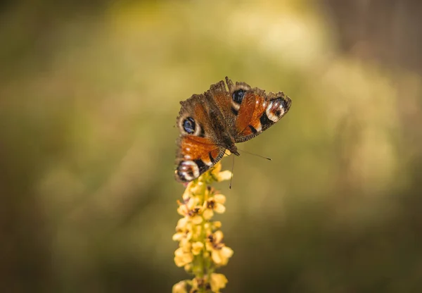 kelebek bahçede bir çiçek üzerinde oturan.