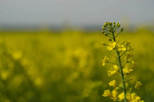 Tarladaki sarı çiçek.