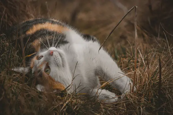 Ormandaki sevimli kedi.