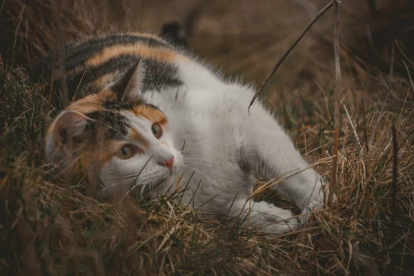 Кошка Лежащая Траве — стоковое фото