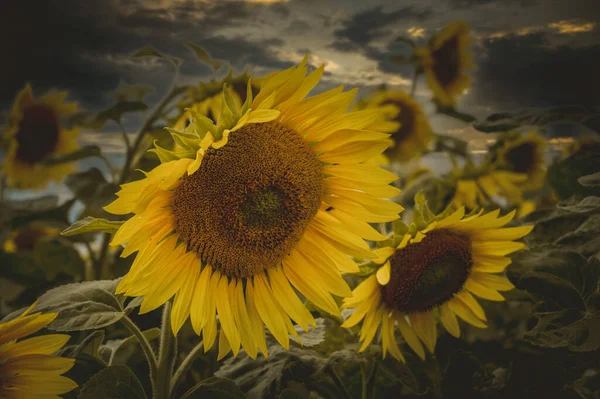 Tarladaki güzel çiçekler