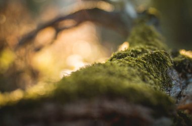 Ormandaki bir kütükte yeşil yosun