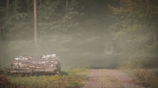 Ormandaki sisli sonbahar manzarası, Ekim, Polonya
