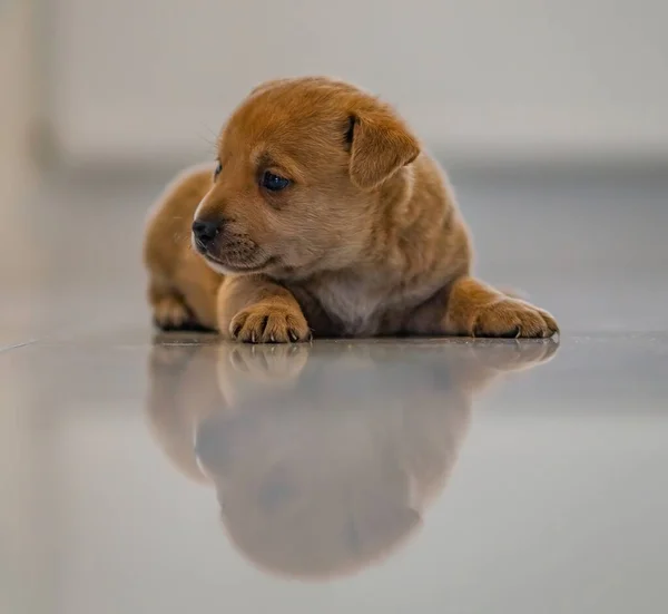 Şirin bir köpeğin portresi
