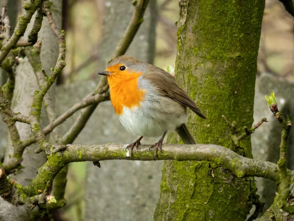Kışın kırmızı bülbül