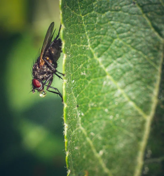 Yeşil yaprağın üzerinde uç