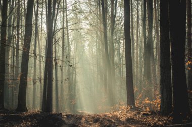 Ortasında patika olan bir orman.