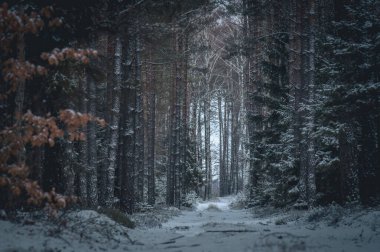 Ağaçlı bir ormanda karlı bir patika.