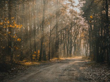 Ağaçlı ormanda toprak bir yol.