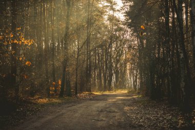 Ağaçlı ormanda toprak bir yol.