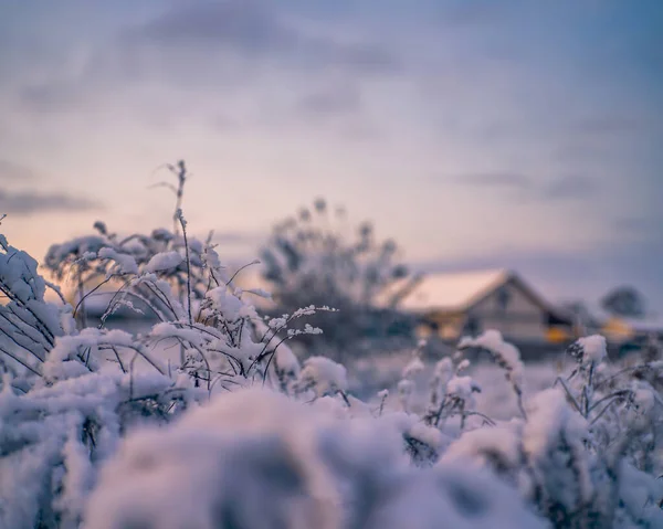 Arka planda evi olan karla kaplı bir bitki tarlası.