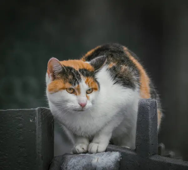 Çitte oturan bir kedi kameraya bakıyor.