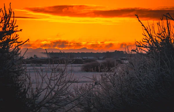 Kızıl gökyüzü ve birkaç ağaçla gün batımı.
