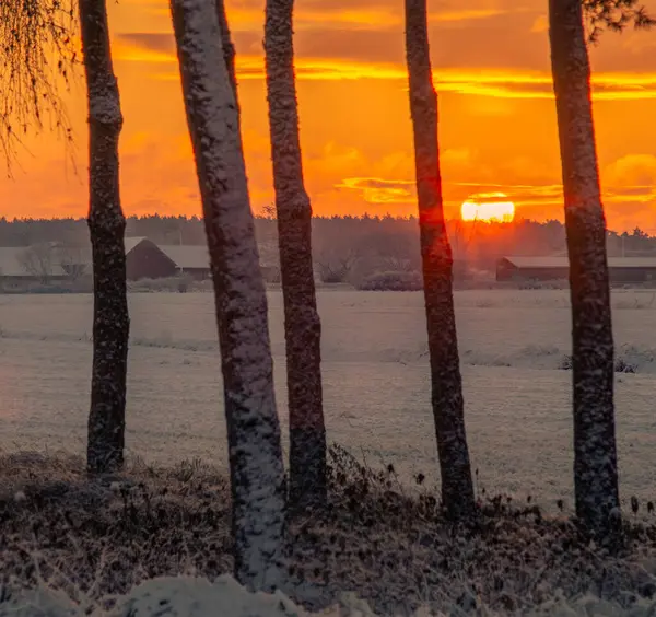 Bir tarladaki ağaçların arkasında gün batımı