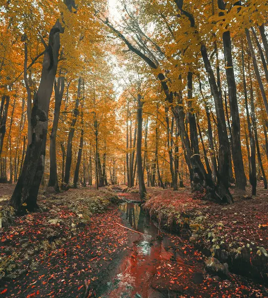 Ağaçlarla dolu bir ormanın içinden akan bir dere.