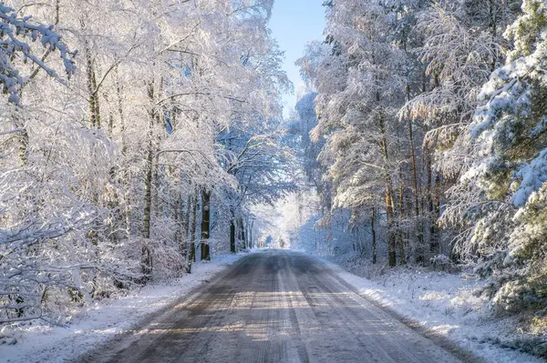 Karlı bir yol Ağaçlar ve yerde kar