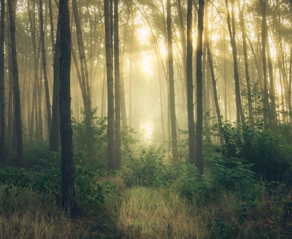 Ağaçların ortasında güneş ışığı olan bir orman.