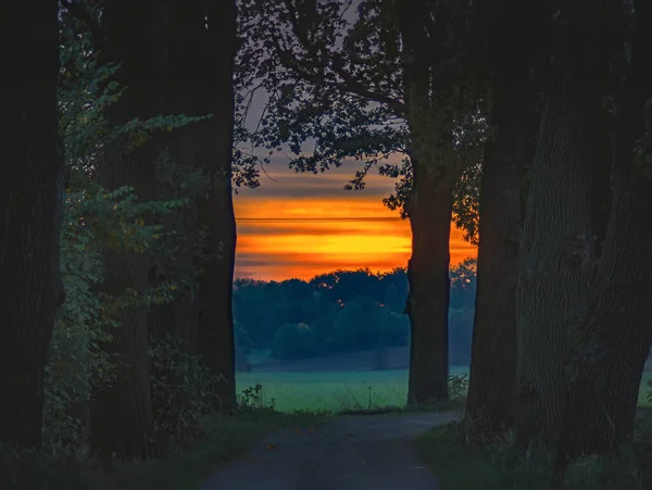 Ağaçlı bir yol ve arka planda bir günbatımı