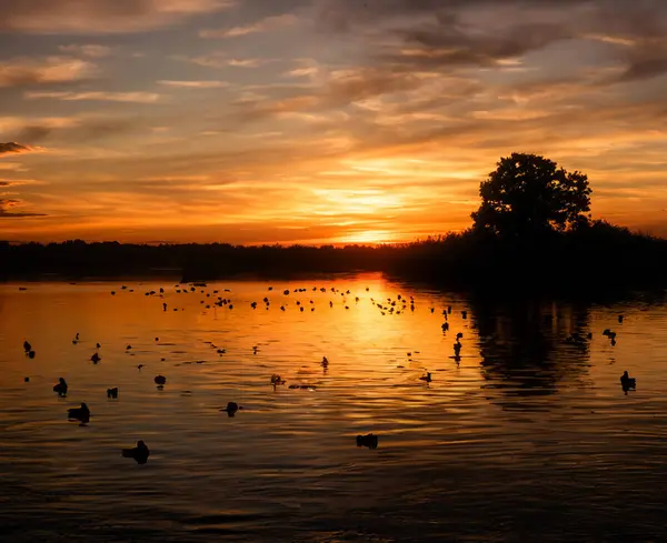 Suda yüzen kuşlarla dolu bir gün batımı