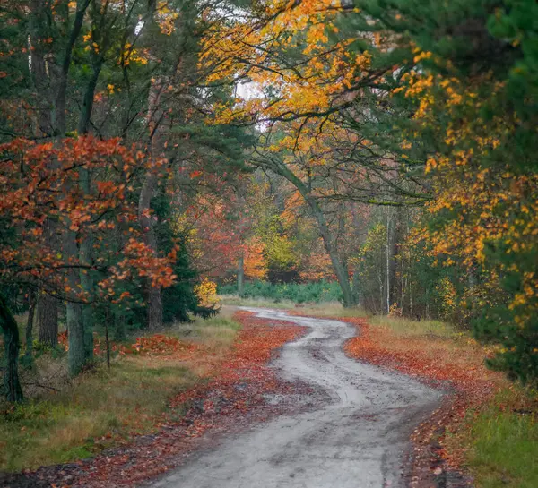 Arka planda orman olan toprak bir yol.