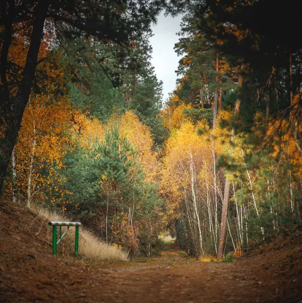 Ortasında bank olan toprak bir yol.