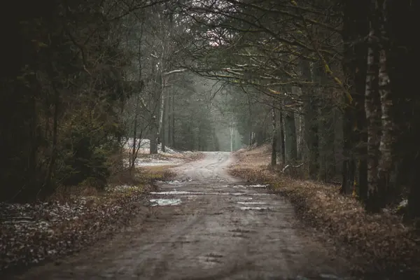 Ağaçlı ormanda toprak bir yol.