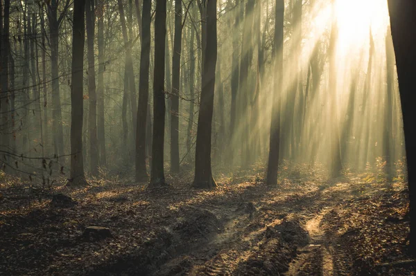 Ağaçların arasından parlayan güneşli ormanda bir patika.