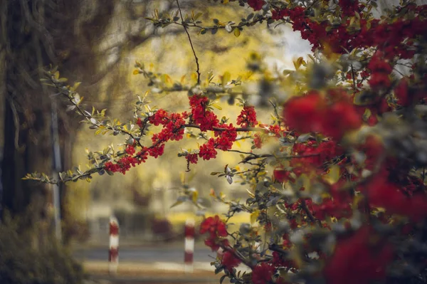 Arka planda kırmızı yangın musluğu olan kırmızı çiçekli bir ağaç.
