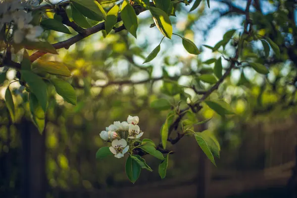 Güneş ışığında beyaz çiçekli bir ağaç.