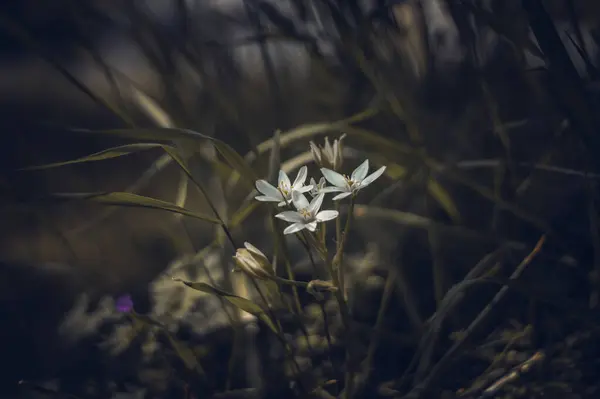 Çimlerin üzerinde beyaz bir çiçek