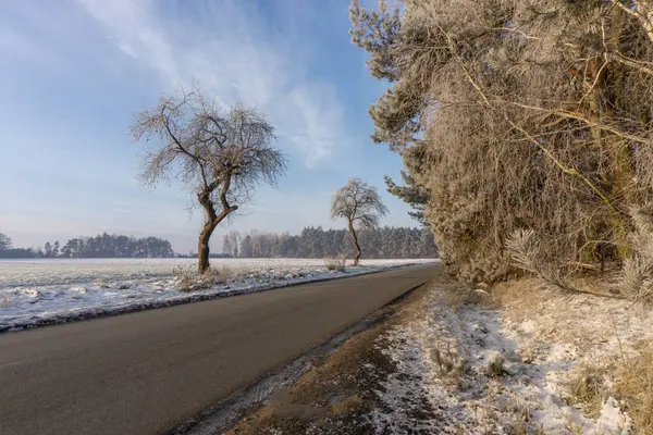Ağaçların ve karların olduğu bir yol.