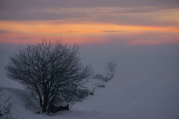 a lone tree in the snow with a sunset in the background