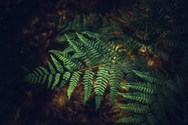 Karanlık bir geçmişi olan bir eğrelti otu yaprağı.