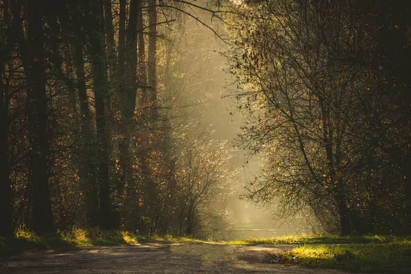 Ağaçların arasında parlayan bir ışıkla ormanda bir yol.